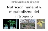 Nutrición mineral y metabolismo del nitrógeno · Nutrición mineral y metabolismo del nitrógeno Introducción a la Botánica sin inocular con bacteria fijadora inoculada con bacteria