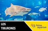 Tiburones - Ven a Palma Aquarium ¡El acuario de Palma de ... · ¿Sabías que…? Los tiburones son animales muy primitivos, ... peligrosos para ellos que ellos para nosotros. ...