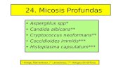 24. Micosis Profundas - jamontaraz.files.wordpress.com · 24. Micosis Profundas ... por 2-3 días a 20-50C. Aspergillus • Se reconocen más de 190 especies pero solo unas cuantas