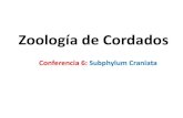 Zoología de Cordados - cmas.siu.buap.mxcmas.siu.buap.mx/portal_pprd/work/sites/biologia/resources... · Clase Myxini (Gr. Myxa resbaloso) agrupa a las mixinas SUBPHYLUM CRANIATA.