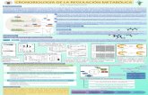 CRONOBIOLOGÍA+DE+LA+REGULACIÓN+METABÓLICA+147.96.70.122/Web/TFG/TFG/Poster/JOAQUIN PUERRO CORRAL.pdf · sincronización circadiano en mamíferos se compone de varios relojes endógenos,