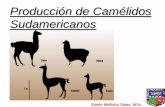 Producción de Camélidos Sudamericanosemellisho/zootecnia_archivos/zoote... · Sistema de Clasificación de la Fibra de Alpaca Características Símbolo Especificaciones 1. Tipo