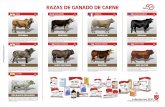 ganado-carne - web2016.laboratorioszoo.com · adaptan a cualquier situación geográfica y climática, permitiendo un fácil manejo, aún del criador más exigente. Es fundamentalmente