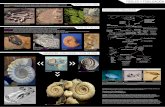 FÓSILES Y FOSILIZACIÓN - Vicerrectorado de …investigacion.us.es/docs/web/files/fosiles.pdf · produce deja de ser parte del organismo (huevos, esporas, larvas, etc), incluyéndose