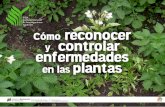 Cómo reconocer y controlar enfermedades en las plantassian.inia.gob.ve/pdfpnp/COMO RECONOCER Y CONTROLAR ENFERM… · parciales o totales. ... de compost deben ser repicados, humedecidos