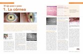 ARTÍCULO DIVULGATIVO ARTÍCULO DIVULGATIVO ojo …La_RB11_20011-1.pdf · Estructura histológica de la Estroma córnea (corte al microscopio óptico y esquema). Membrana de Descemet