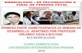 PRIMERA PARTE GAMETOGÉNESIS -2A SEMANA DE …embriologiahumana.com/wp-content/uploads/2013/11/PRIMERA-PARTE... · CROMOSOMAS EN CÉLULAS SOMÁTICAS Y SEXUALES . OVOGÉNESIS • Cuando