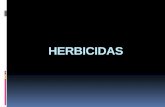 HERBICIDAS - ecaths1.s3.amazonaws.comecaths1.s3.amazonaws.com/terapeutica/HERBICIDAS 1.pdf · Formulaciones Se formulan como sal amina y se formulaban como ésteres ... Herbicidas