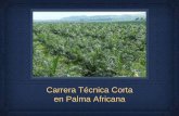 Carrera Técnica Corta en Palma Africana - fopaedu.comfopaedu.com/pp/palmaafricana.pdf · palma africana y desarrollar proyectos de producción de plantas en viveros y el ... 1 Origen