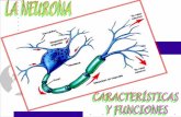 El sistema nervioso detecta y recibe los información … · 2 El sistema nervioso detecta y recibe los estímulos que llegan desde el interior y exterior del organismo, analiza su