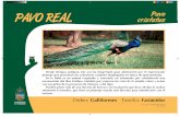 PAVO REAL Pavo cristatus - Zoo de Guadalajara - Inicio REAL.pdf · Orden: Galliformes Familia: Fasiánidos Pavo cristatus. Title: PAVO REAL.p65 Author: Fernando Toquero Created Date: