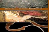 Nemertea – Gusanos Cintiformes - bedim.cl · 370 Phylum Nemertea Introducción General Morfología y Biología Los nemertinos, también llamados gusanos cintiformes, son gusanos