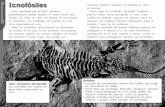 er 1 Póst Icnofósiles se movían. No ficciónblresources.benchmarkeducation.com/pdfs/G4U1W1... · Los icnofósiles son huellas de seres vivos capturadas en roca. Icnofósiles B