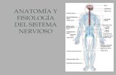 Tema 10: Anatomía y fisiología del sistema nerviosoanatomia241.weebly.com/.../8/10683880/fisiologia_sistema_nervioso.pdf · EL IMPULSO NERVIOSO •En reposo la membrana está polarizada