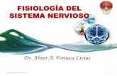 FISIOLOGÍA DEL SISTEMA NERVIOSOs75a4f176357537e3.jimcontent.com/download/version... · 12 PARES NERVIOS CRANEALES 31 PARES NERVIOS PERIFÉRICOS El Sistema Nervioso Periférico tiene