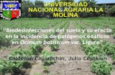 Biodesinfecciones del suelo y su efecto en la incidencia de … · OBJETIVOS Evaluar el efecto de la incidencia de enfermedades fungosas del suelo en el cultivo de albahaca con incorporación