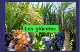 Representación del Neolítico Los glúcidoscentros.edu.xunta.es/iesastelleiras/depart/bioxeo/lgazon/presen/... · GLÚCIDOS Son biomoléculas orgánicas compuestas fundamentalmente