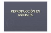 REPRODUCCIÓN EN ANIMALESies-mariamoliner.centros.educa.jcyl.es/sitio/upload/reproduccion... · GEMELOS UNIVITELINOS MELLIZOS O GEM. BIVITELINOS 1 óvulo + 1 espermat . 1 Cigoto 1