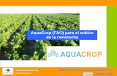AquaCrop (FAO) para el cultivo de la remolachaaimcra.com/Publicaciones/Documentos/Otras/AquaCrop-Remolacha.pdf · AquaCrop para remolacha Desafíos de la agricultura de regadío Riego