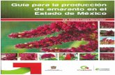 Presentación de PowerPoint - Inicio | Instituto de ...icamex.edomex.gob.mx/sites/icamex.edomex.gob.mx/files/files/public... · Amaranto Var. Areli Variedades de amaranto Amaranto