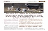 EFECTO DEL PESO AL SACRIFICIO SOBRE LAS … · El presente trabajo es ... Los animales se sacri˜ caron en el matadero más cerca- ... se determinó la proporción de cada tejido