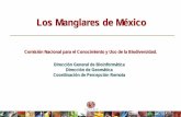 Los Manglares de México - conabio.gob.mx · Cambios hidrológicos y manglares perturbados en Yucatan (2008). Manglares perturbados por el paso de Wilma y la construcción de infraestructura