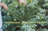 La Fertilización Orgánica en Colombia Colombia... · • La caficultura de Antioquia está ubicada en las cordilleras occidental y central, donde predominan materiales ígneos y