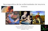 Neurogenética de las enfermedades de neurona motoragustavolorenzo.es/conferencias/enfer/2014/m1c3.pdf · Enfermedades de neurona motora •En la infancia –AME por alteración SMN1