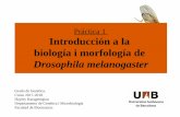 Práctica 1 Introducción a la biología i morfología degenetica.uab.cat/base/continguts/documents/documents.asp?link... · biología i morfología de Drosophila melanogaster Grado