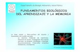 FUNDAMENTOS BIOLÓGICOS DEL APRENDIZAJE Y …fcm.uccuyosl.edu.ar/images/pdf/3-LA-NEURONA-1.pdf · nerviosas, tejidos protectores y nutricionales y vasos sanguíneos. • Los nervios