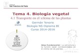 Tema 4. Biología vegetaldpbiologia.weebly.com/uploads/2/1/5/5/21553524/gtp_t4.biología... · Los tejidos que presentan las plantas cormofitas son de dos tipos: los tejidos ... -Protectores