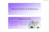Anatomía Humana - sabca2ca3c11de211.jimcontent.com · •Mm. cardiaco 3. Visión Macroscópica del músculo •FIBRA MM. •FASCÍCULO •MÚSCULO . 16/02/2018 12 ... Constitución