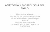 ANATOMÍA Y MORFOLOGÍA DEL TALLO - uv.fausac.gtuv.fausac.gt/uv/courses/ANATOMIAYMORFOLOGIAVEGETAL... · ANATOMÍA Y MORFOLOGÍA DEL TALLO Clase preparada por: Ing. Agr. M. Sc. Myrna