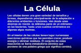 La Célula - Biología 8 Grado Colegio San Ignacio ...mariagonzalezu.weebly.com/uploads/.../2/6322285/celulas-y-organelos... · C. Célula bacteriana: no posee núcleo y organelos
