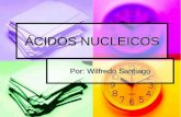 ÁCIDOS NUCLEICOS - … · Los genes controlan características como: ... cambio del “lenguaje”de ácidos nucleicos (sucesión de bases) al lenguaje de proteínas (sucesión de