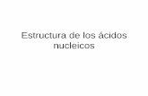 Estructura de los ácidos nucleicos - biolmol.fcien.edu.uybiolmol.fcien.edu.uy/materiales/EstrAcNucleicos.pdf · · Ladrillos en la construcción de los ácidos nucleicos. Características
