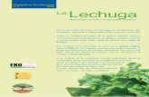 nº 3 2005 La Lechuga - eneek.eus · Después del acogollado, el tallo experimenta un alargamiento y el ápice evoluciona en escapo floral. SEMILLAS El número de semillas se estima