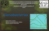 Presentación de PowerPoint - Método-IV-405mtodo-iv-405.yolasite.com/resources/Cianobacterias.pdf · B. Multicelulares C. Filamentosas Diversidades Morfológicas A ... niveles elevados