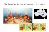 Evidencias de los primeros metazoos - aragosaurus.com · Primer registro claro de metazoos en la Historia de la Tierra: la FAUNA DE EDIACARA: Organismos marinos enigmáticos, sin