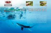 coNocer al graN blaNco200.12.166.51/janium/Documentos/7718.pdfel nombre científico del tiburón blanco, Carcharo- ... que tiene la especie en la regulación de los ecosiste-mas marinos.