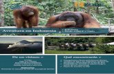 QuéDe un vistazo encontrarás > - exode.es€¦ · Aventura en Indonesia > Indonesia > Desde 2.565 € + vuelo QuéDe un vistazo encontrarás > Orangutanes y fauna autóctona en