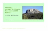 Ejemplos. Gestión de Pinares Red Natura 2000 Murcia · - Adecuación de la técnica: Relación con hábitats, flora o fauna protegida. - Transferencia de tecnología - Técnica ya