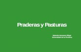 Praderas y Pasturaspraderasypasturas.com/.../2012/01.-Definicion_de_Pastizal.pdf · Pero en los ecosistemas de pastizales, sólo se consideran malezas aquellas plantas que son tóxicas