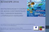 BIOTECNOLOGIAS Y CULTIVO EN AGUAS …acuacultura.espe.edu.ec/wp-content/uploads/2016/06/25-Cultivo... · Ecuador . Camarón (nativo) Trucha ( exótica): impactos ecológicos negativos