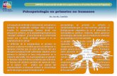 Psicopatología en primates no humanos · Psicopatología en primates no humanos SIMPOSIO: Trayectoria del estudio de la esquizofrenia en el Instituto Nacional de Psiquiatría Dra.