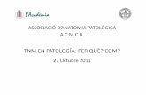 ASSOCIACIÓ D’ANATOMIA PATOLÒGICA - Home | …€¦ · tnm en patologÍa: per quÈ? com? 27 octubre 2011 associaciÓ d’anatomia patolÒgica a.c.m.c.b.