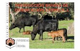 P PRODUCCIÓN BOVINA DE R D ORIENTACIÓN … · - 90 % de las explotaciones de ganado vacuno en Andalucía tienen orientación cárnica, con claro predominio de los regímenes extensivos.
