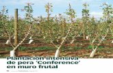 Plantación intensiva de pera ‘Conference’ en muro frutal · revista de Fruticultura • Especial 2015 57 L ... A lo largo de la primavera es imprescindible reali- ... Inducción