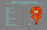 Sistemas de integración funcional - Notineuro's Blog ... · Laboratorio de Seguimiento del Neurodesarrollo. ... Fascículo cruzado Conectado con cerebro y cerebelo ... Control Ipsilateral
