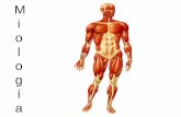 Los Músculos - files.ioreza.webnode.esfiles.ioreza.webnode.es/200000042-cc0a6cdff1/Musculos.-fUNCIONES… · 40-50% del peso corporal y junto con el esqueleto establecen la forma